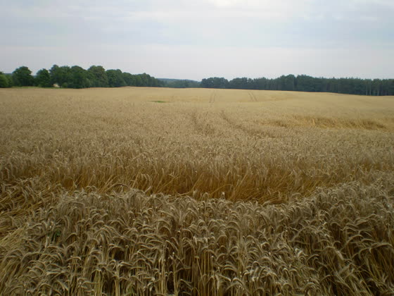 Położone zboże z bliska.