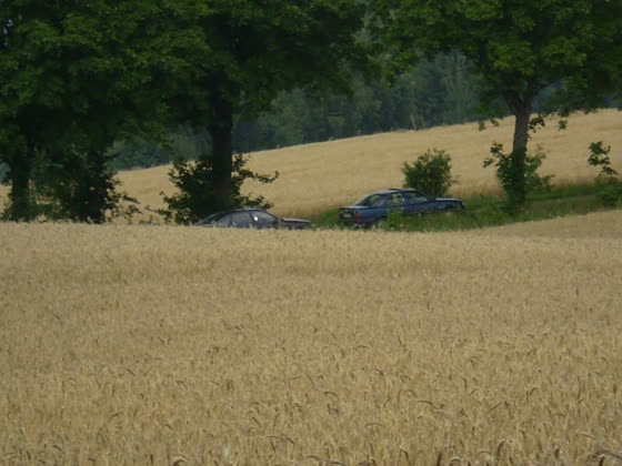 Widok na pole od strony zarośli.