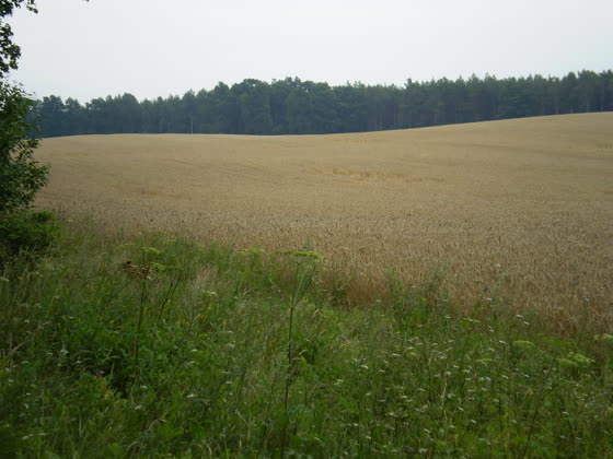 Łan pszenicy pod Prejłowem.