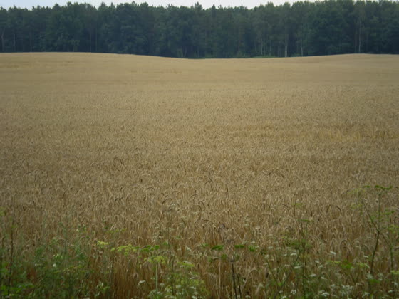 Wgniecenia w zbożu.